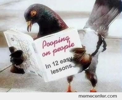 the funny carrier pigeon 2