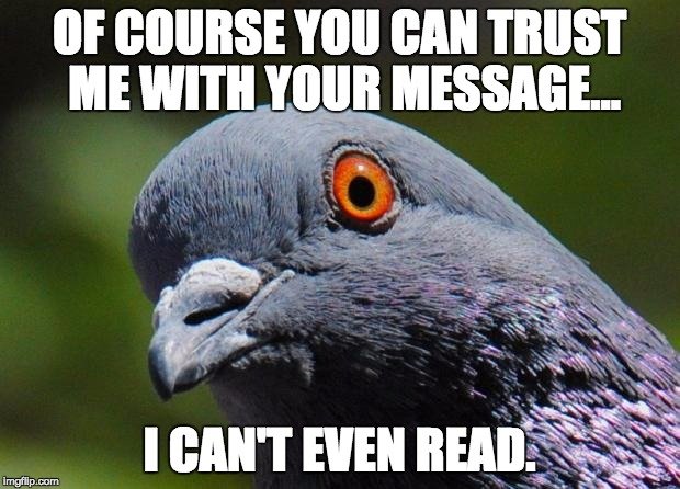 the funny carrier pigeon